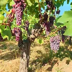 Stamna Farm مزرعة للإقامة Romanos (Messenia)