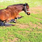 مزرعة للإقامة Stamna Farm
