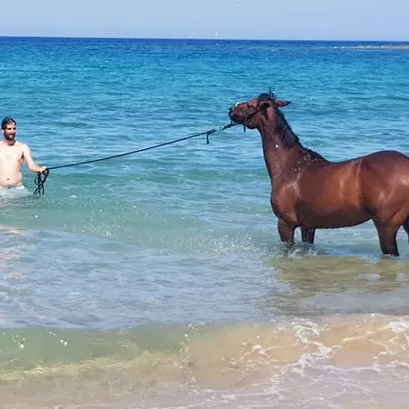 Bauernhof Stamna Farm