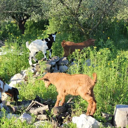 Feriegård Stamna Farm