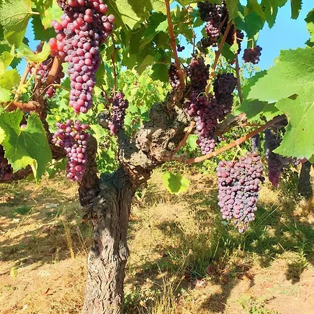 Stamna Farm Lantgård Romanos (Messenia)