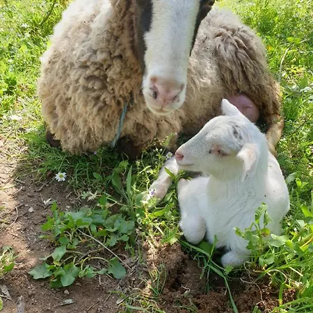 Lantgård Stamna Farm