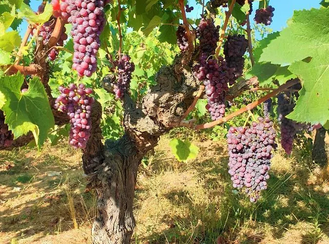 Stamna Farm Farma Romanos (Messenia)