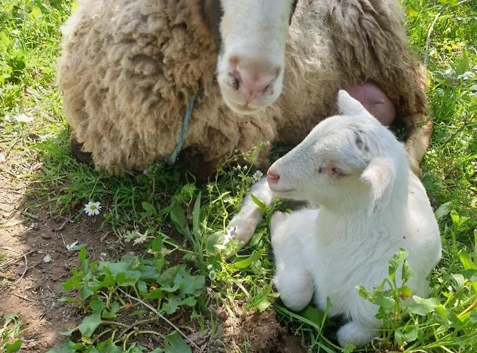 Фермерский дом Stamna Farm